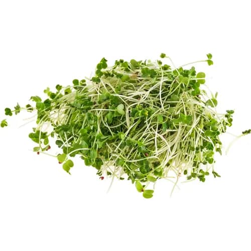 Микрозелень Брокколи,
